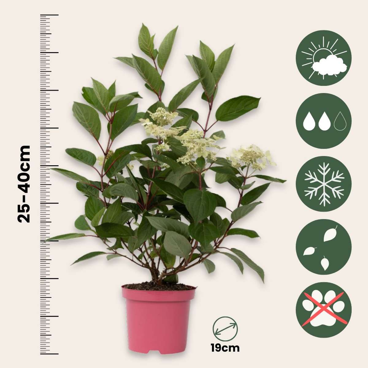 Hydrangea Early Harry - Pluimhortesia