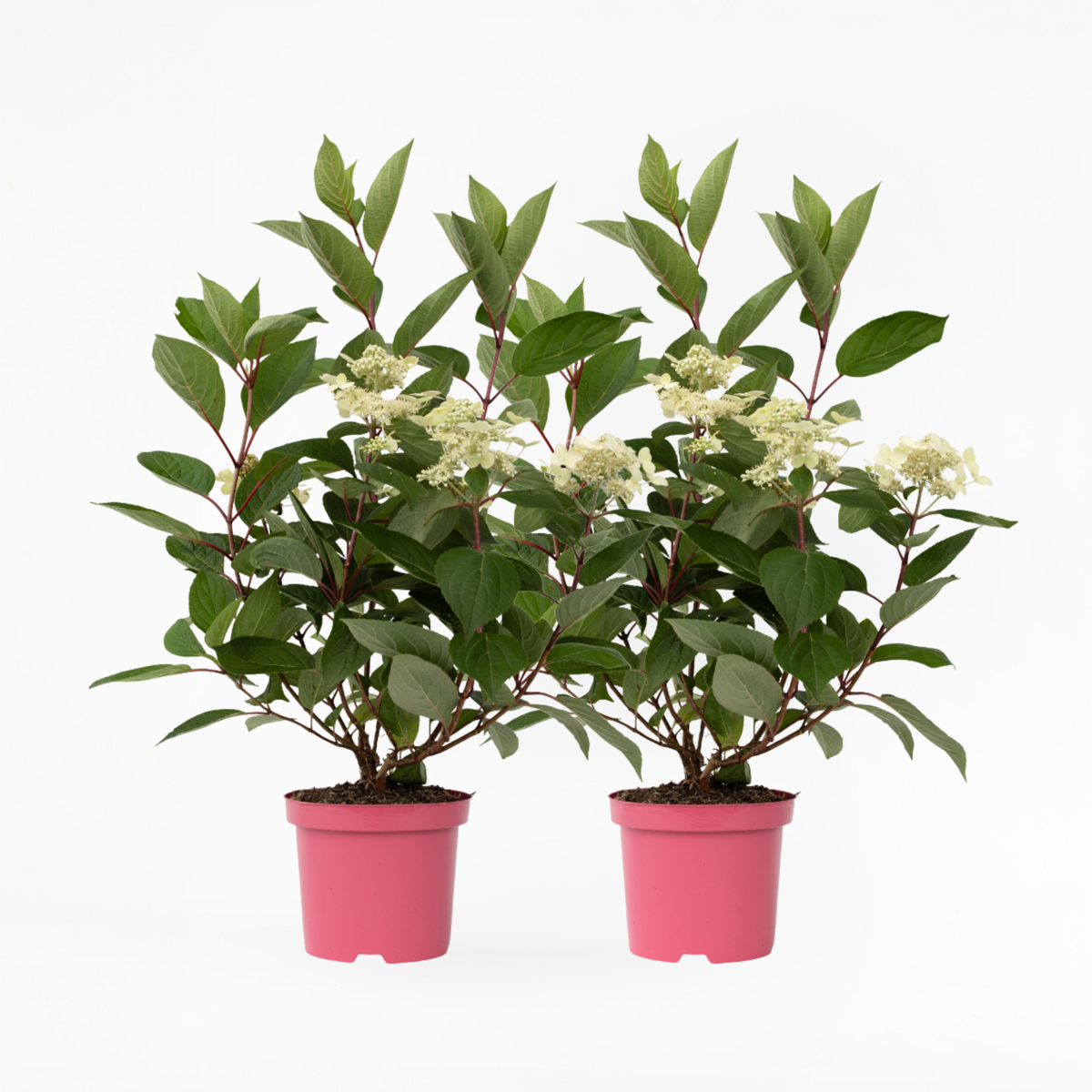 Hydrangea Early Harry - Set van 2 - Hortensia