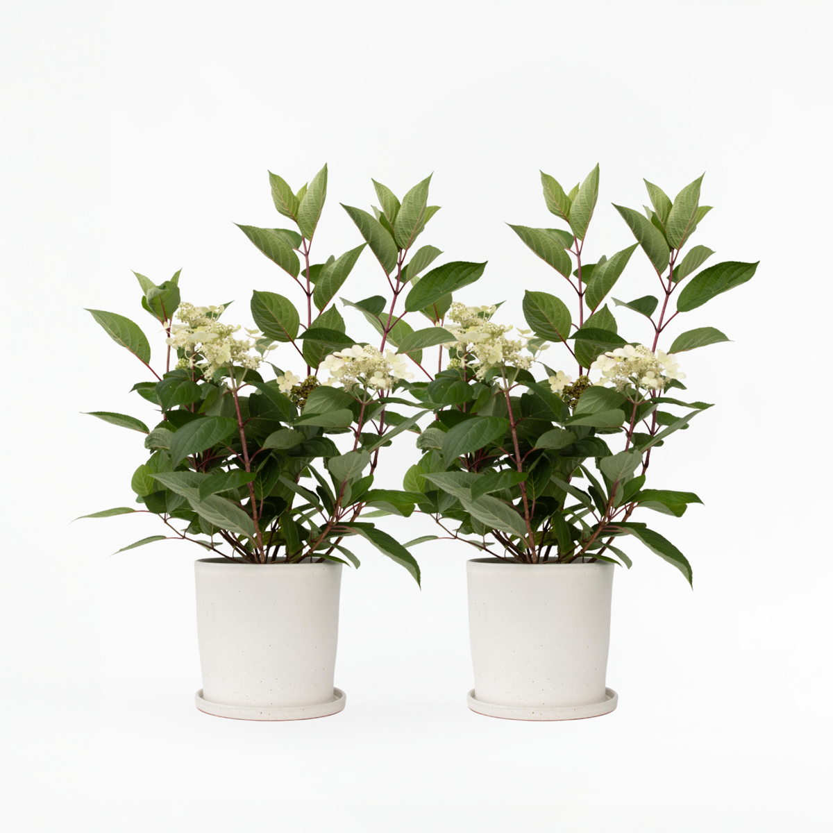 Hydrangea Early Harry - Set van 2 - Hortensia