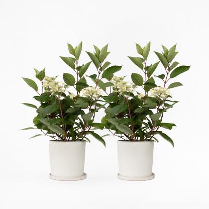 Hydrangea Early Harry - Set van 2 - Hortensia