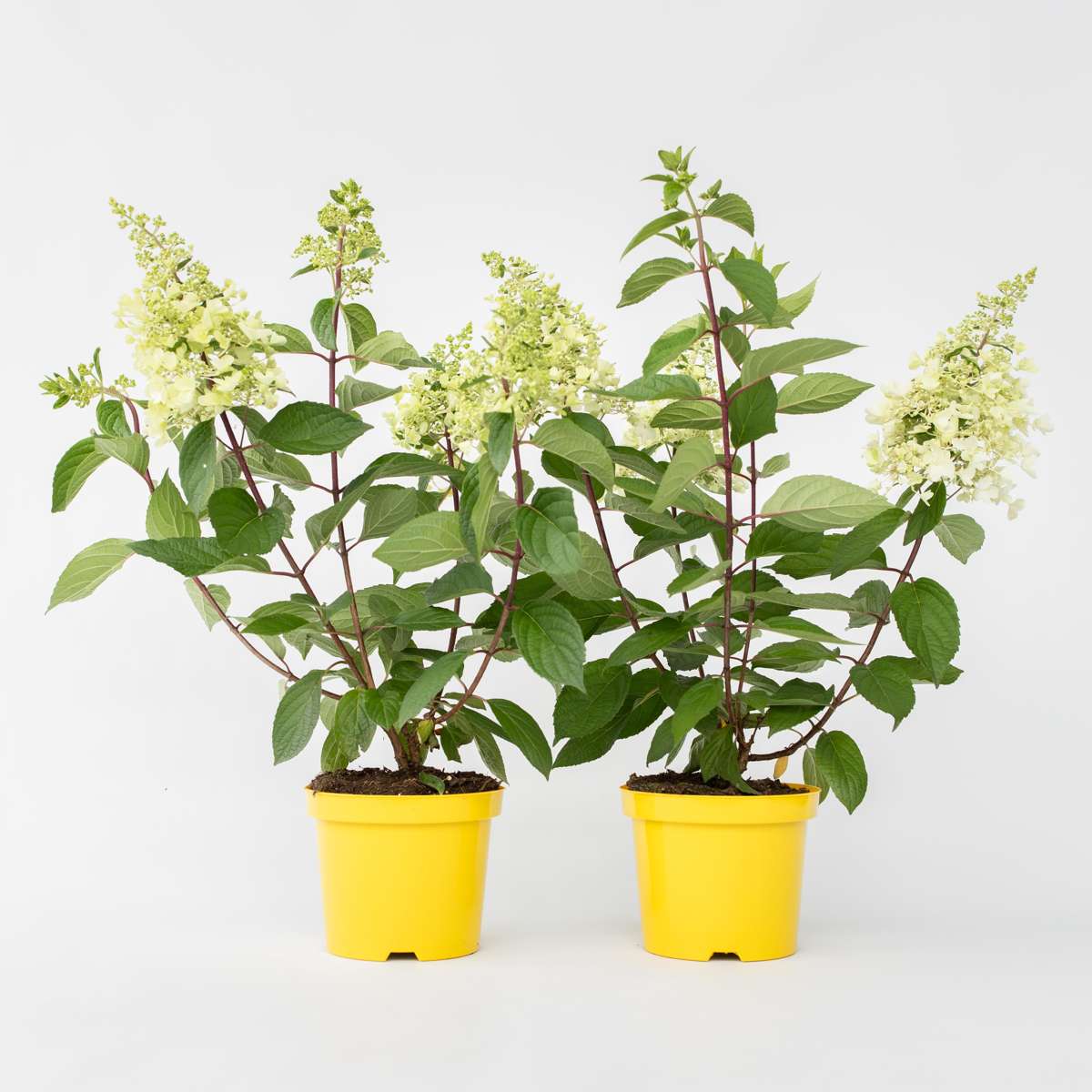 Hydrangea 'Candlelight' - 2 stuks - Hortensia