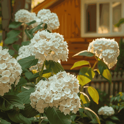 Hydrangea 'Bobo' - Pluimhortensia