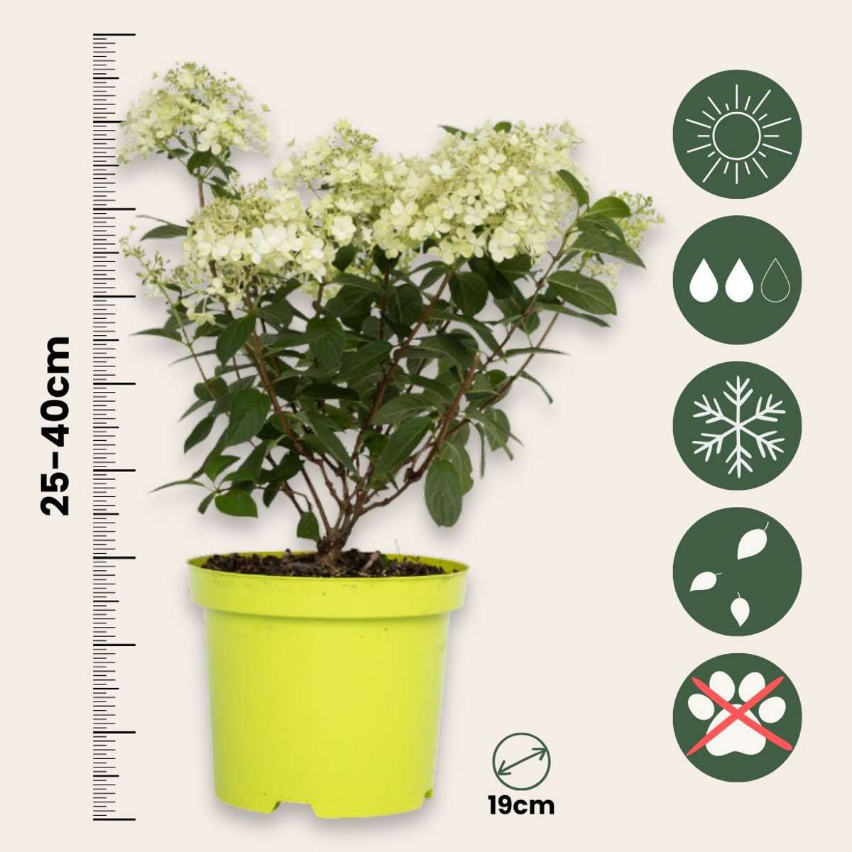 Hydrangea 'Bobo' - Set van 2 - Pluimhortensia