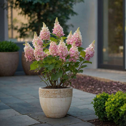 Hydrangea 'Pinky Winky' - Set van 2 - Pluimhortensia