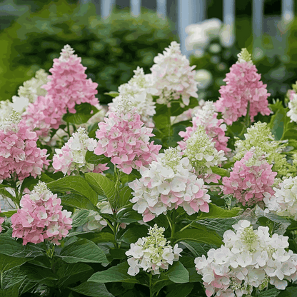 Hydrangea 'Pinky Winky' - Set van 2 - Pluimhortensia