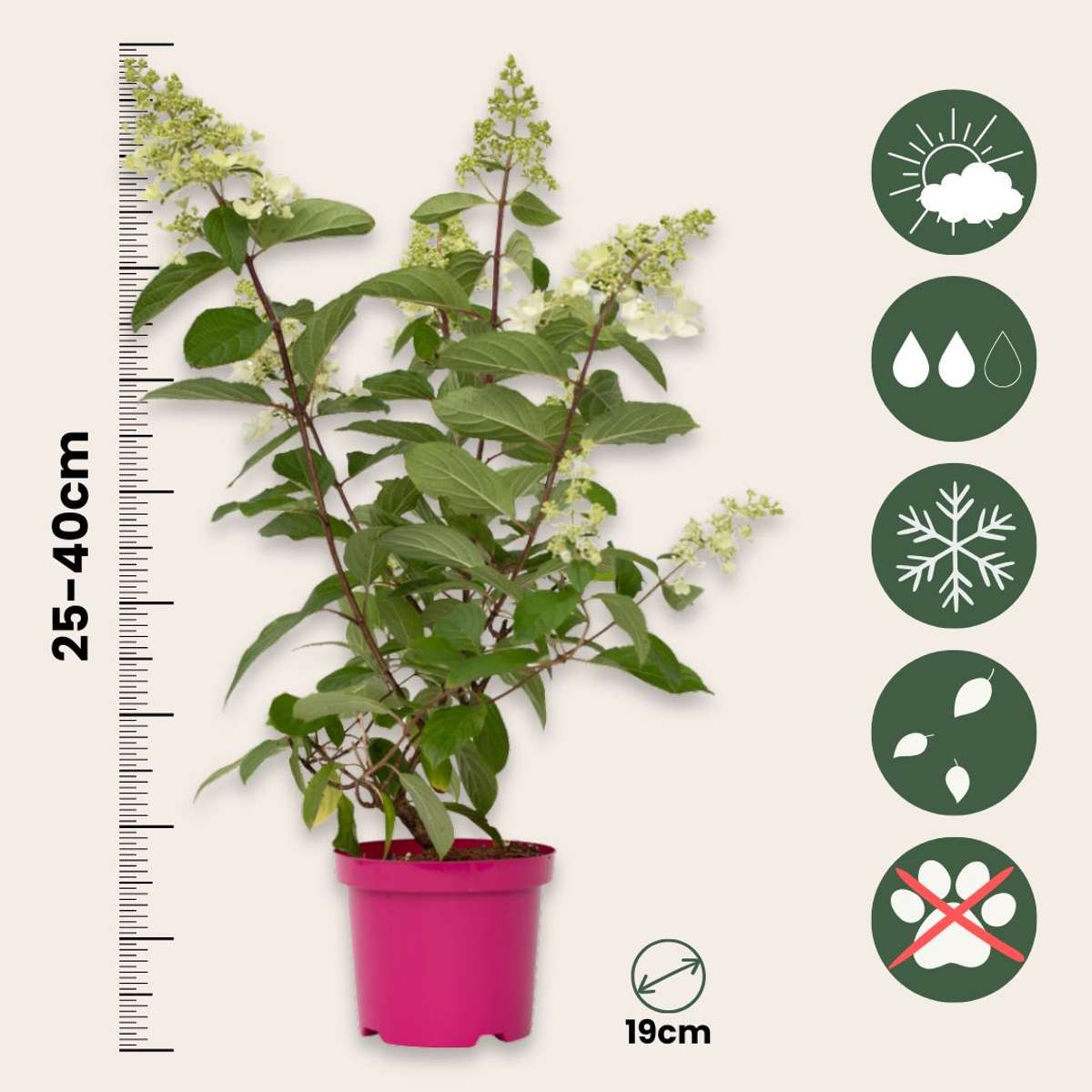 Hydrangea 'Pinky Winky' - Set van 4 - Pluimhortensia