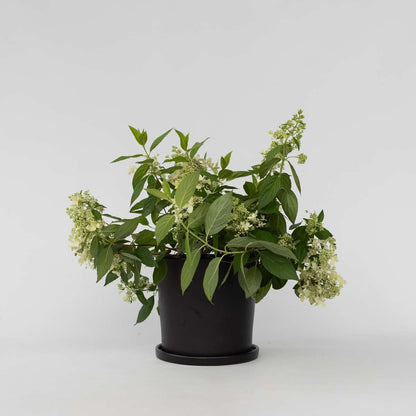 Hydrangea 'Confetti' - Hortensia