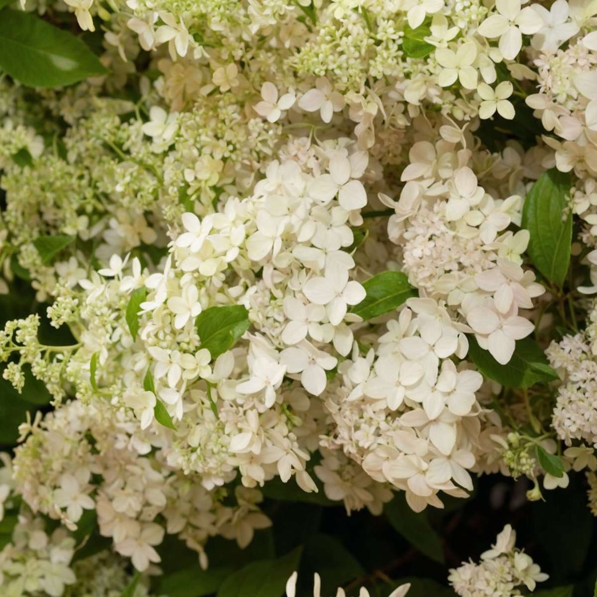 Hydrangea 'Confetti' - Set van 2 - Hortensia