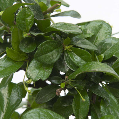 Bonsai 'Carmona' - S-vormig - S