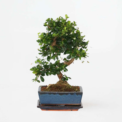 Bonsai 'Carmona' - S-vormig - S