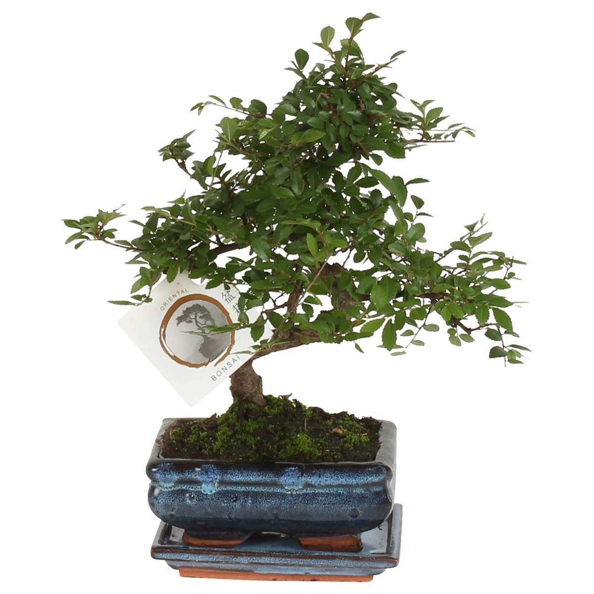 Bonsai 'Zelkova' - S-vormig - S