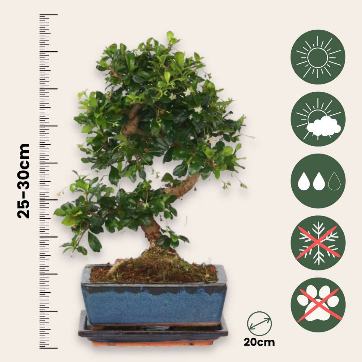 Bonsai 'Carmona' - S-vormig - M