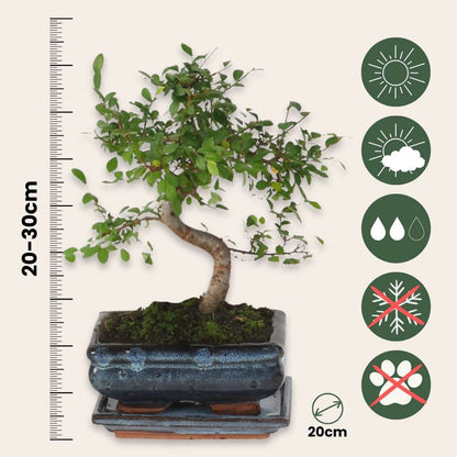 Bonsai 'Zelkova' - S-vormig - M