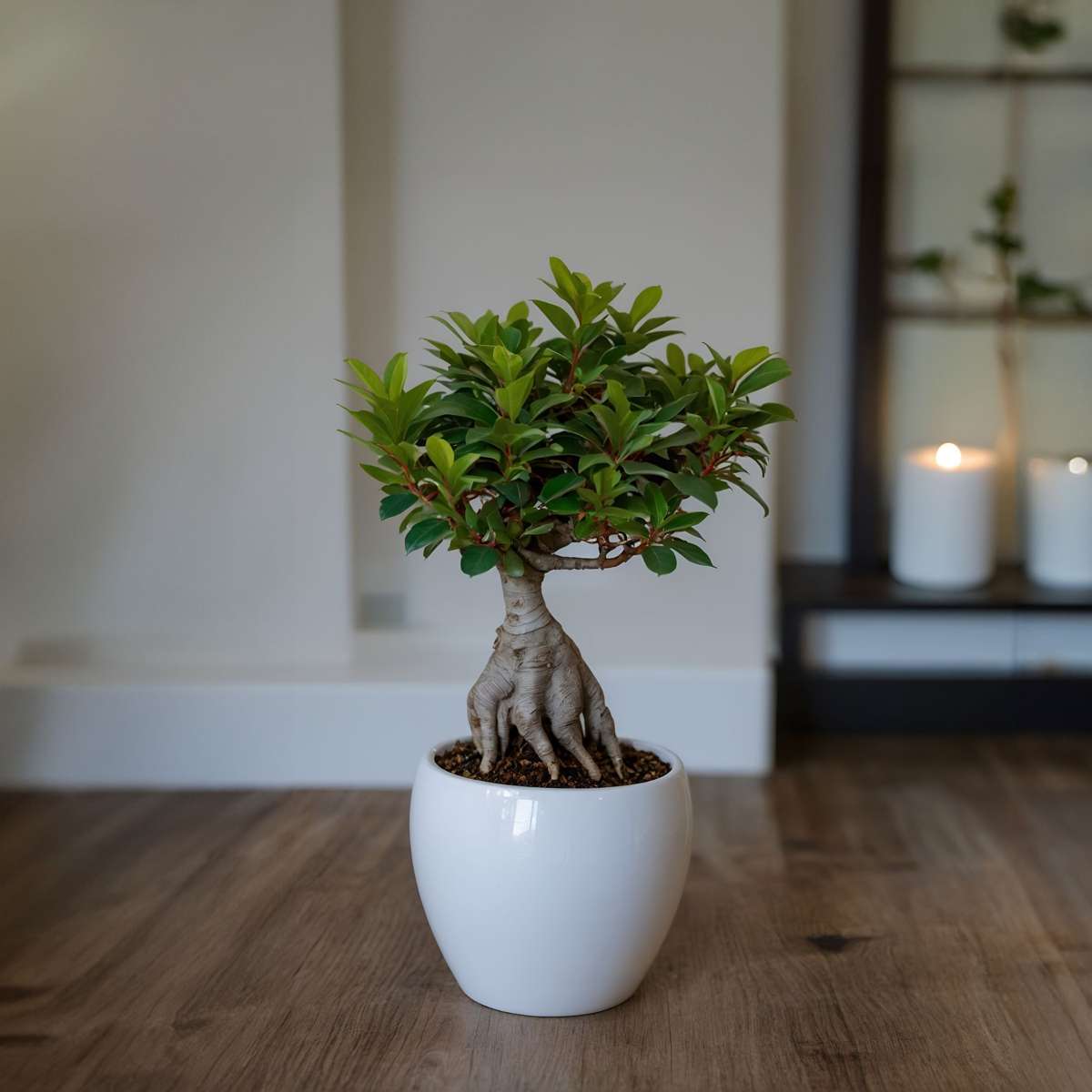 Ficus Ginseng - Japanse Bonsai - Set van 2