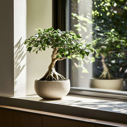 Ficus Ginseng - Japanse Bonsai - Set van 4