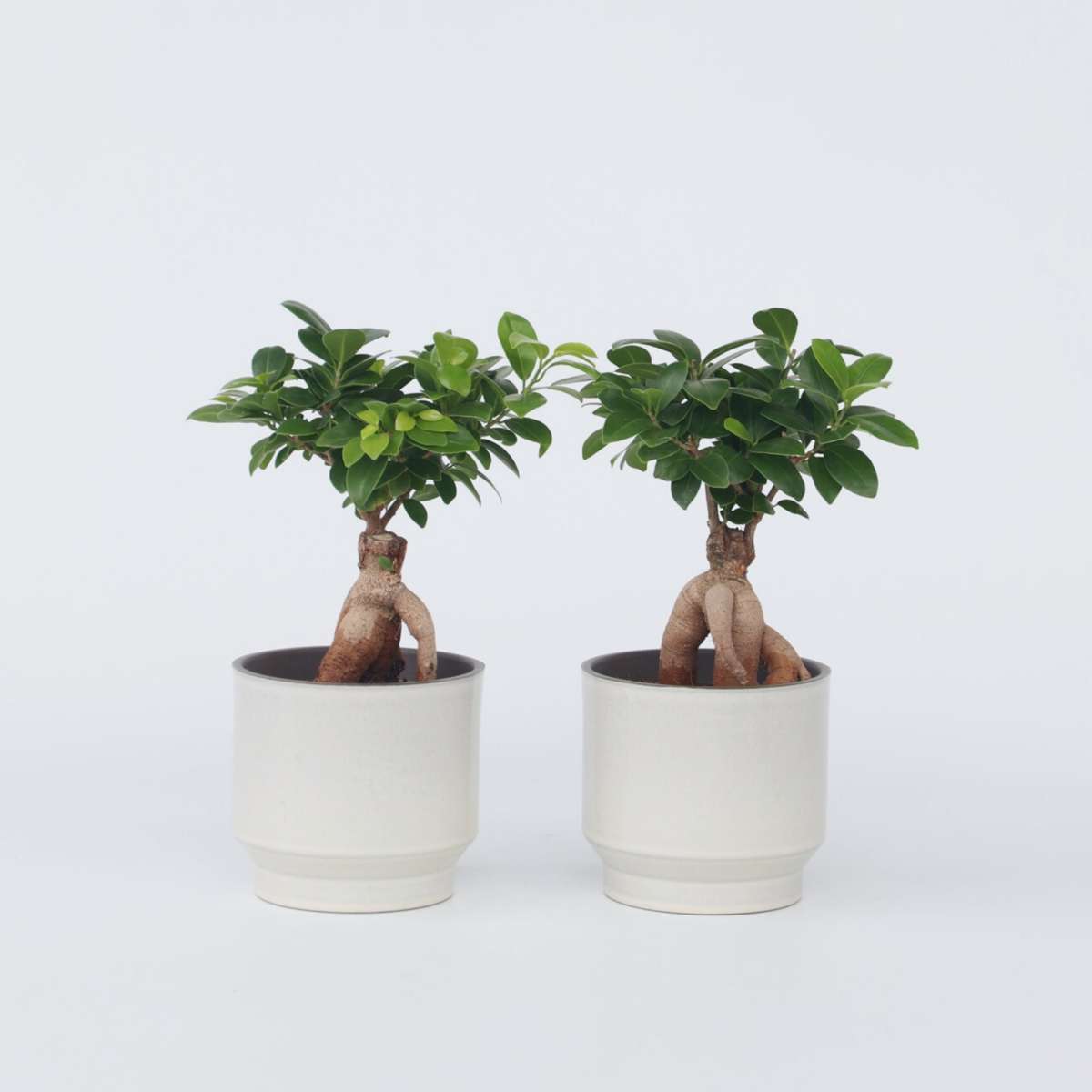 Ficus Ginseng - Japanse Bonsai - Set van 4