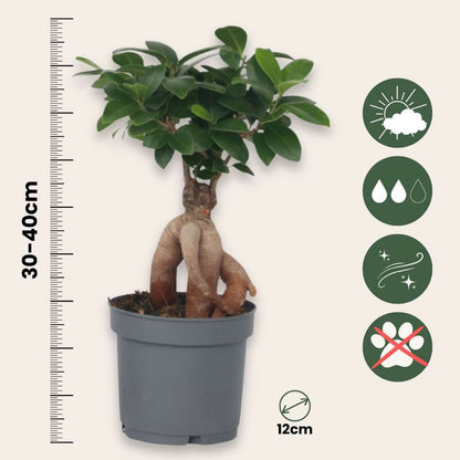 Ficus Ginseng - Japanse Bonsai - Set van 4