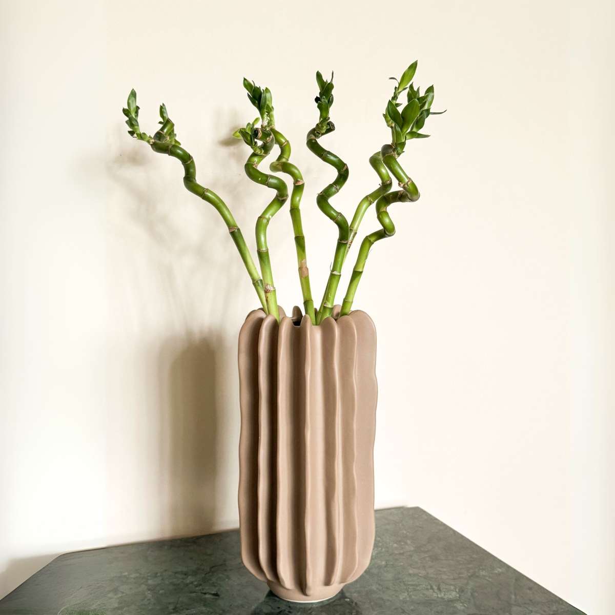 Dracaena sanderiana - Set van 12 - Geluksbamboe