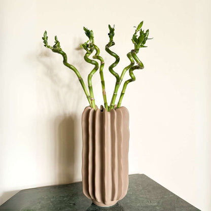 Dracaena sanderiana - Set van 12 - Geluksbamboe