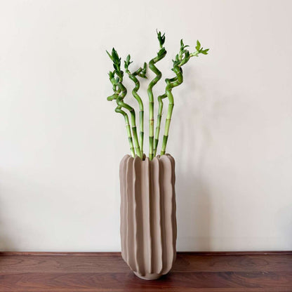 Dracaena sanderiana - Set van 12 - Geluksbamboe