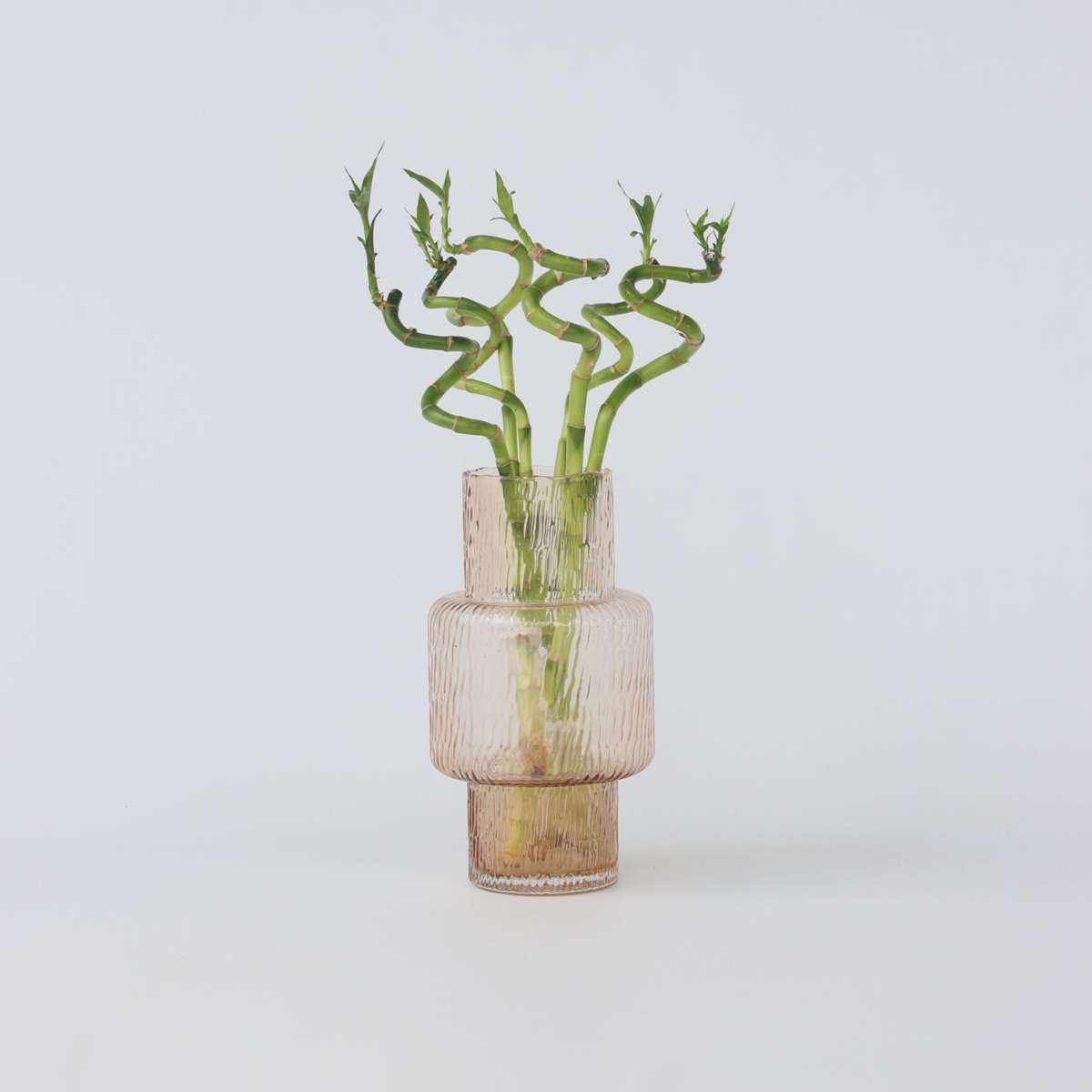 Dracaena sanderiana - Set van 12 - Geluksbamboe