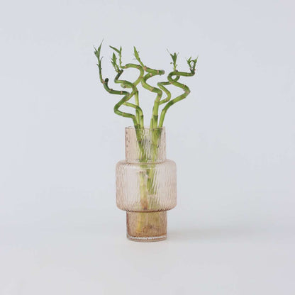 Dracaena sanderiana - Set van 12 - Geluksbamboe