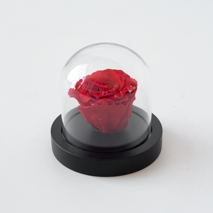 Rozenbloem in glazen stolp