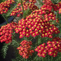 Achillea millefolium 'Paprika' - Duizendblad
