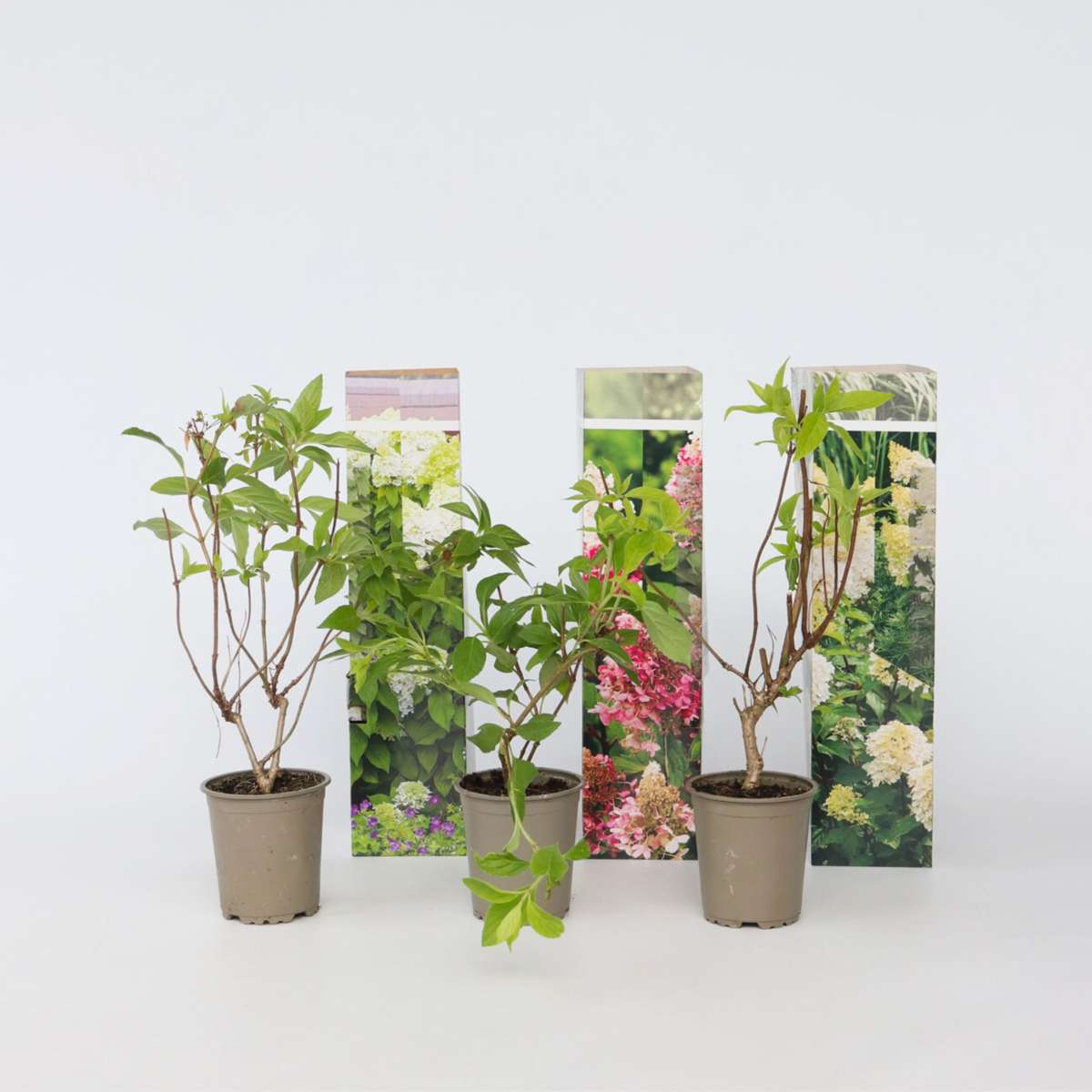 Hydrangea - Mix van 6 - Hortensia