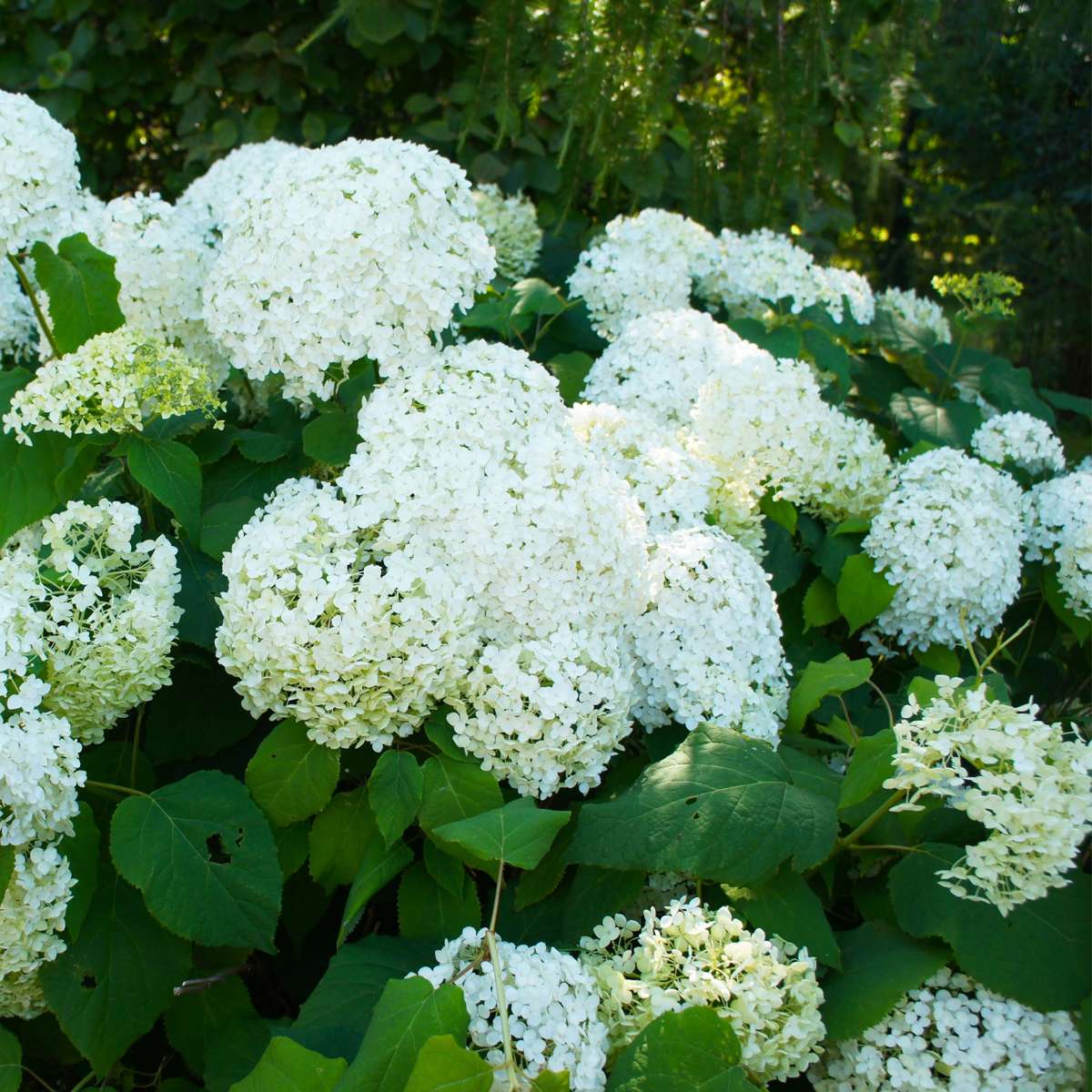 Hydrangea 'Silver Dollar' - Set van 3 - Hortensia