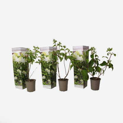 Hydrangea 'Silver Dollar' - Set van 3 - Hortensia