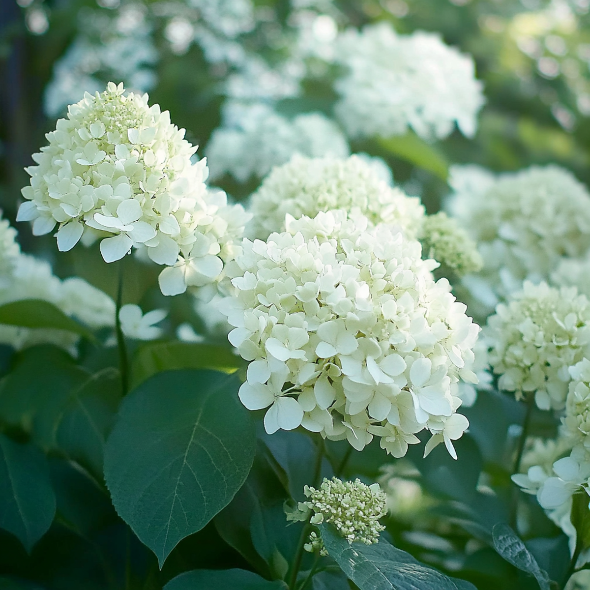 Hydrangea 'Silver Dollar' - Set van 3 - Hortensia