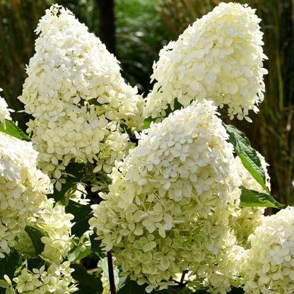 Hydrangea 'Phantom' - Set van 3 - Hortensia