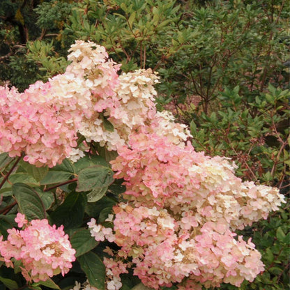 Hortensia 'Pink Lady' - Set van 3