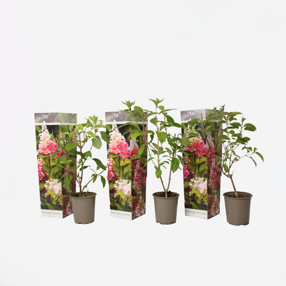 Hortensia 'Pink Lady' - Set van 3