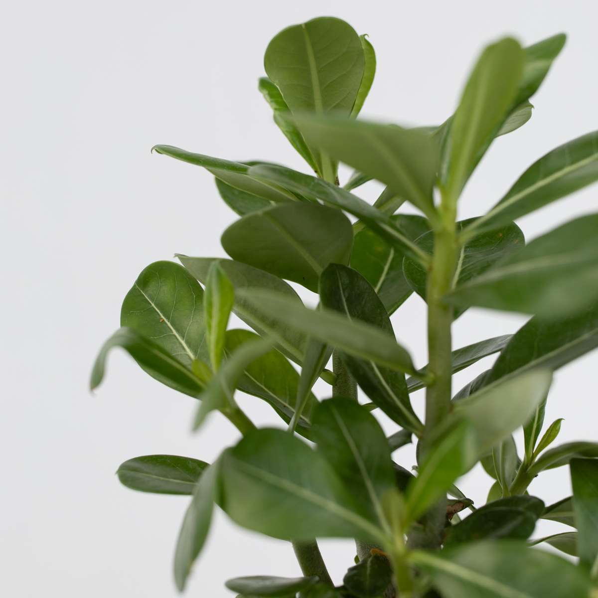 Adenium obesum - Set van 2 - Woestijnroos