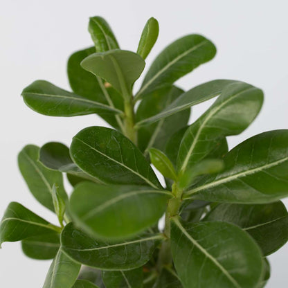 Adenium obesum - Set van 4 - Woestijnroos