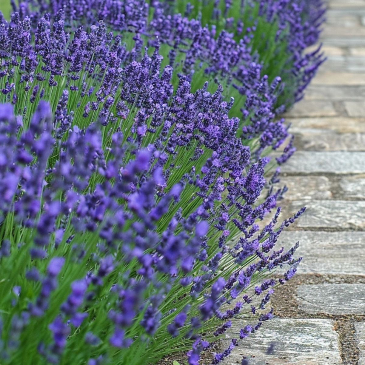 Lavandula angustifolia - Set van 6 - Lavendelplant