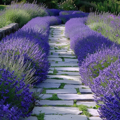 Lavendelplant - Lavandula angustifolia - Set van 12