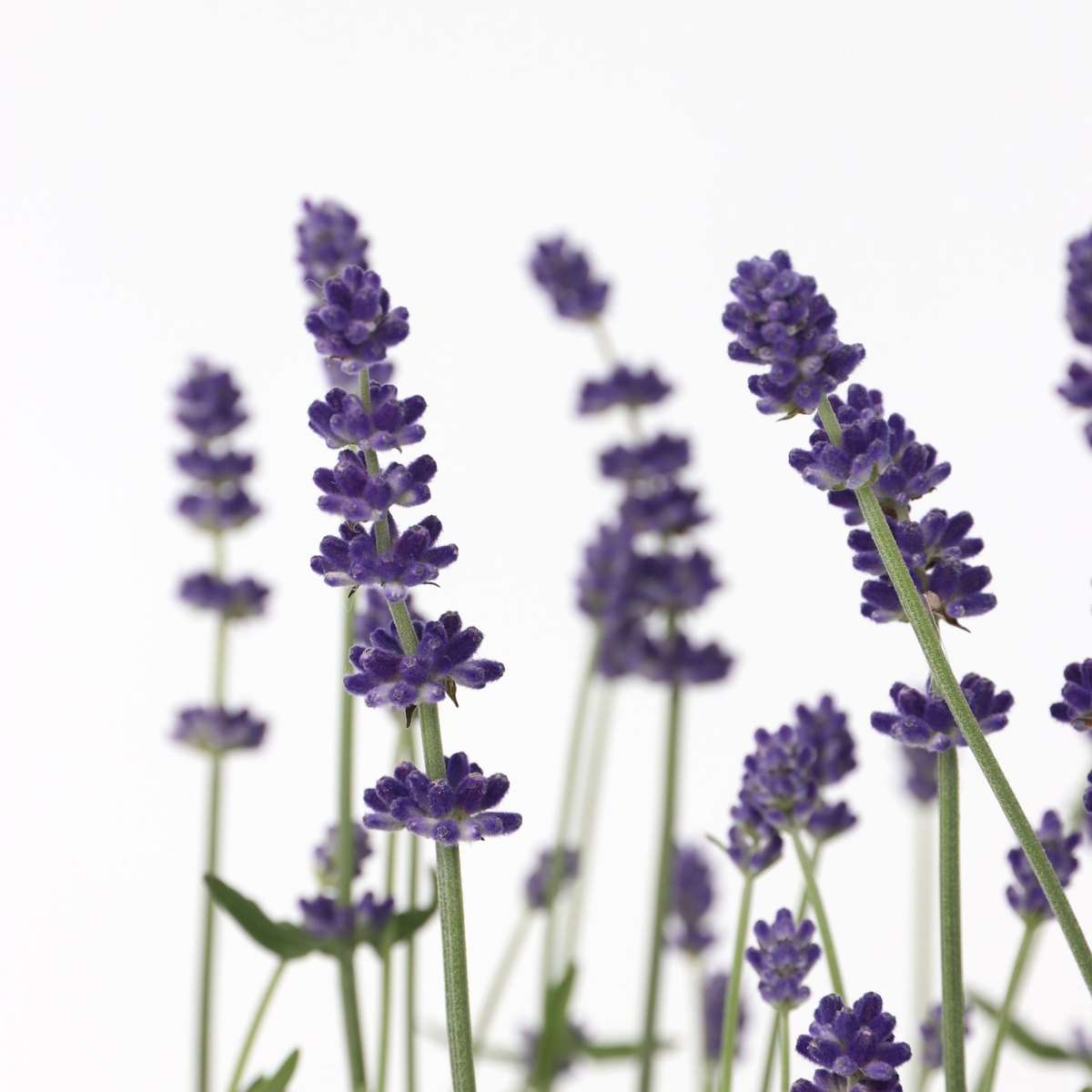 Lavandula angustifolia - Set van 6 - Lavendelplant