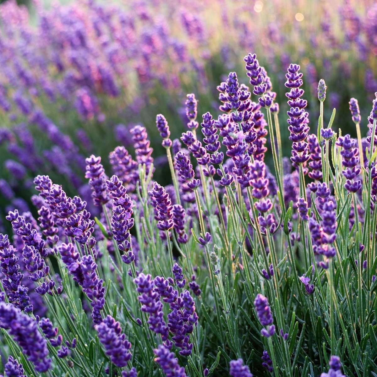 Lavandula angustifolia - Set van 6 - Lavendelplant