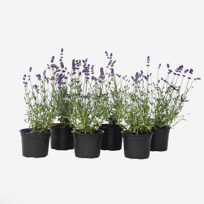 Lavandula angustifolia - Set van 6 - Lavendelplant