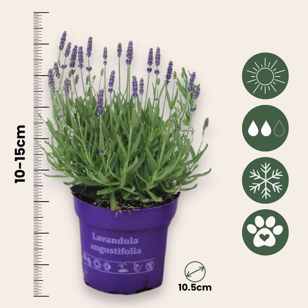 Lavandula angustifolia - Set van 6 - Lavendelplant