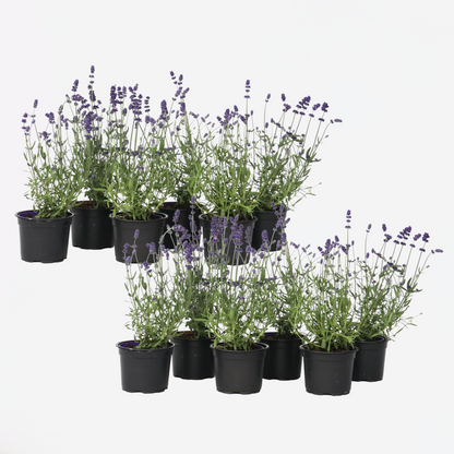 Lavendelplant - Lavandula angustifolia - Set van 12