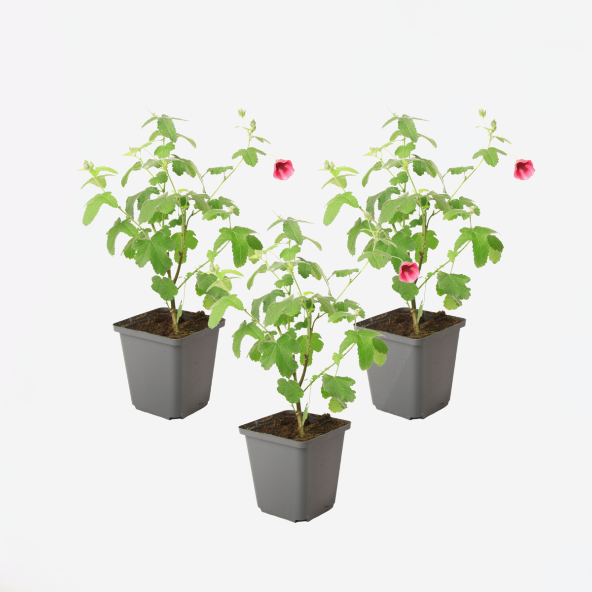 Anisodontea capensis - Kaasjeskruid - Set van 3 - Roze