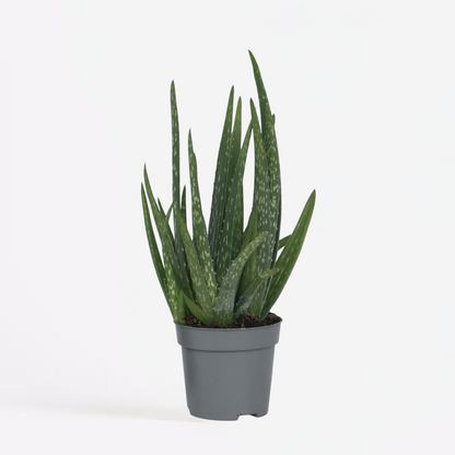 Aloe barbadensis - Aloe Vera