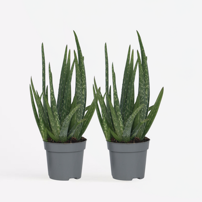 Aloë Vera - Set van 2 - Vetplant