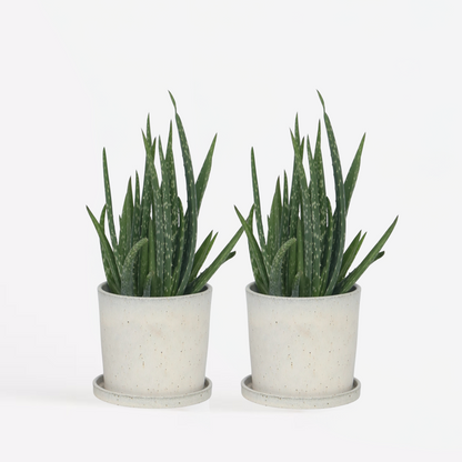 Aloë Vera - Set van 2 - Vetplant