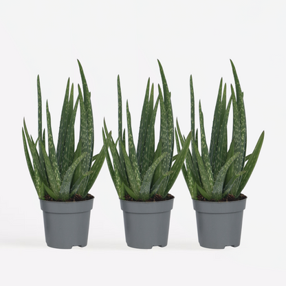 Aloë Vera - Set van 3 - Vetplant