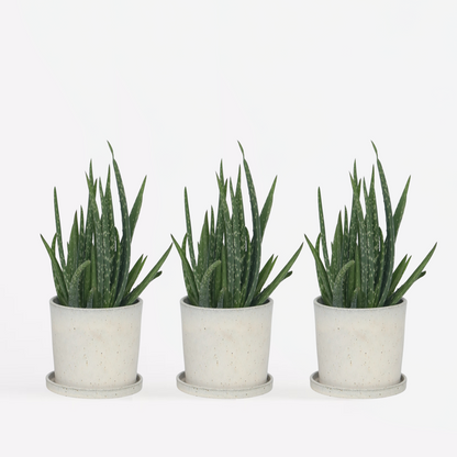 Aloë Vera - Set van 3 - Vetplant